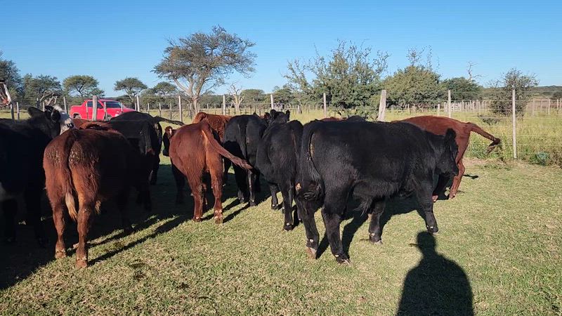 65 Terneros y Terneras