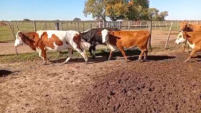 45 Vacas de invernada
