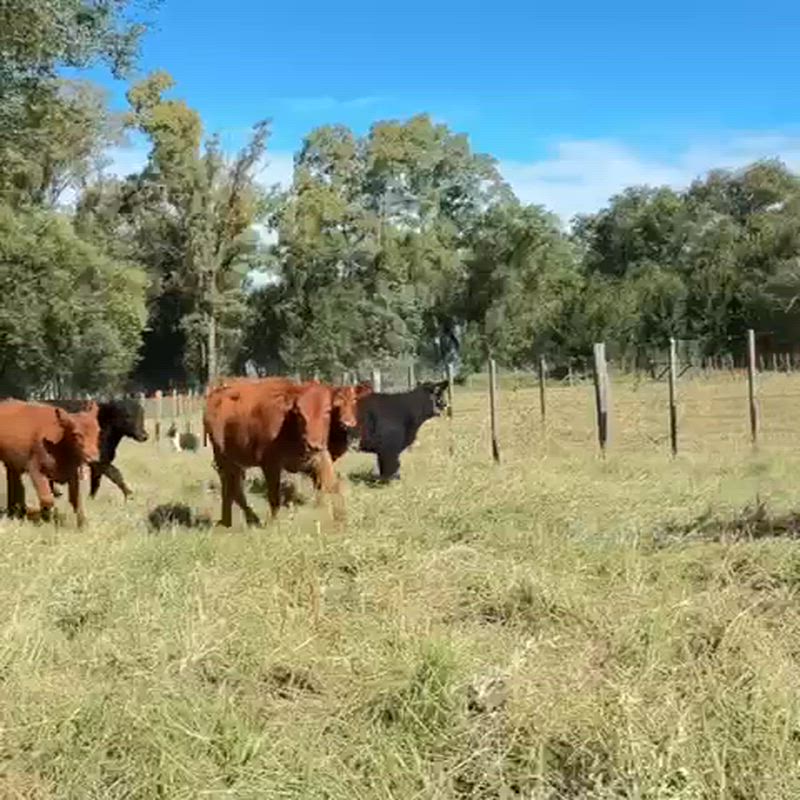 110 Terneros y Terneras