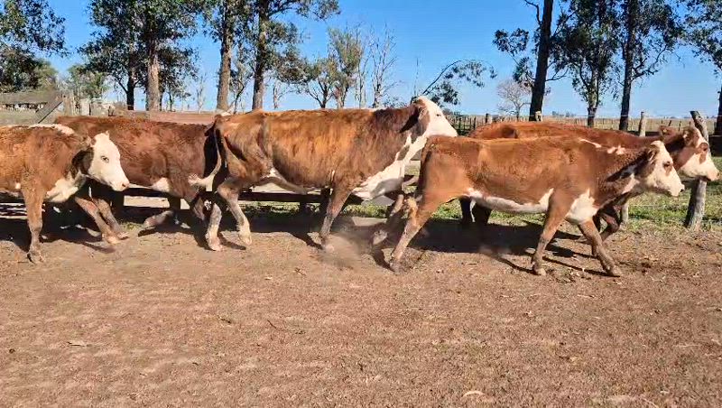 55 Vacas de invernada