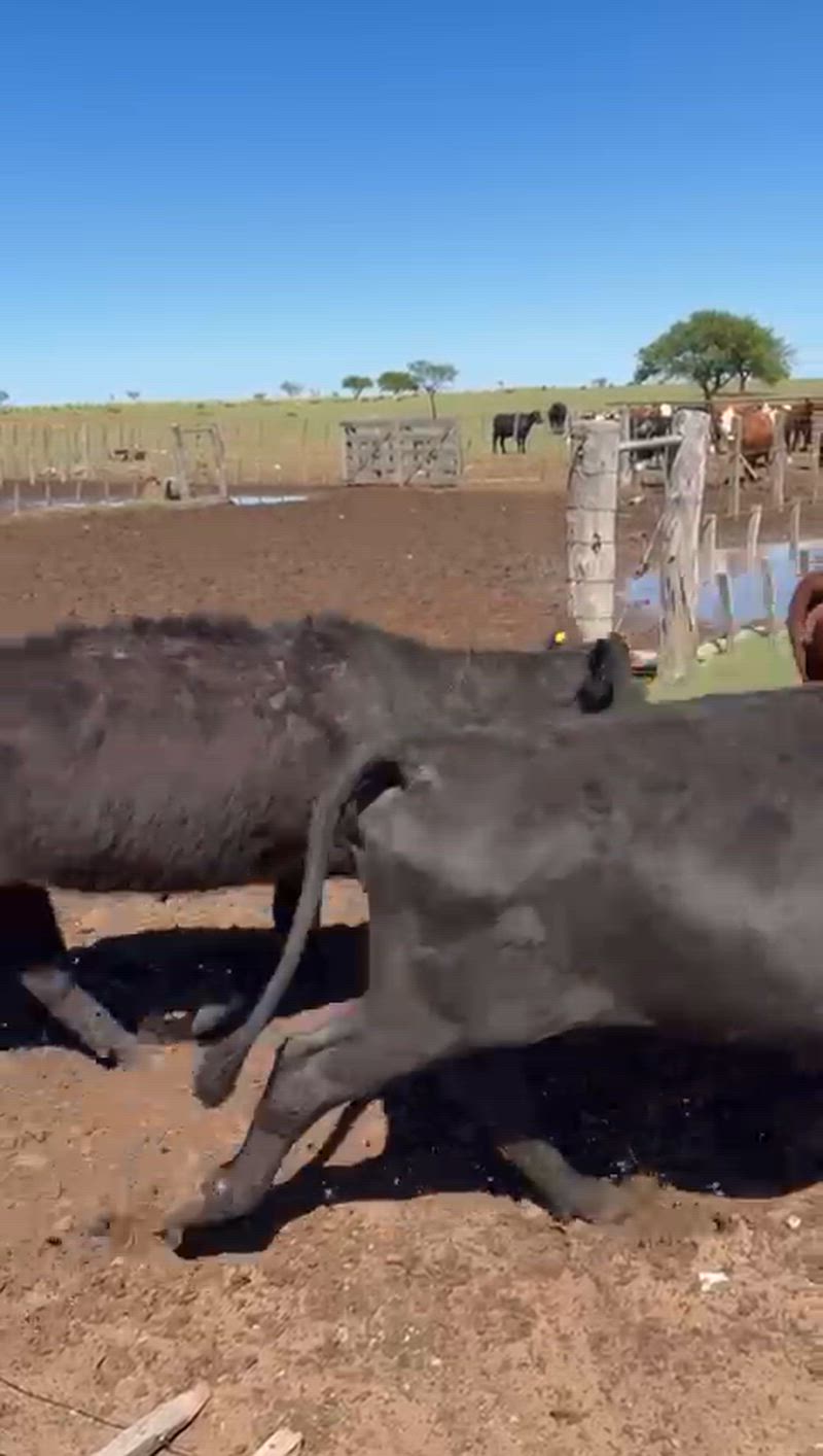 115 Vacas de invernada