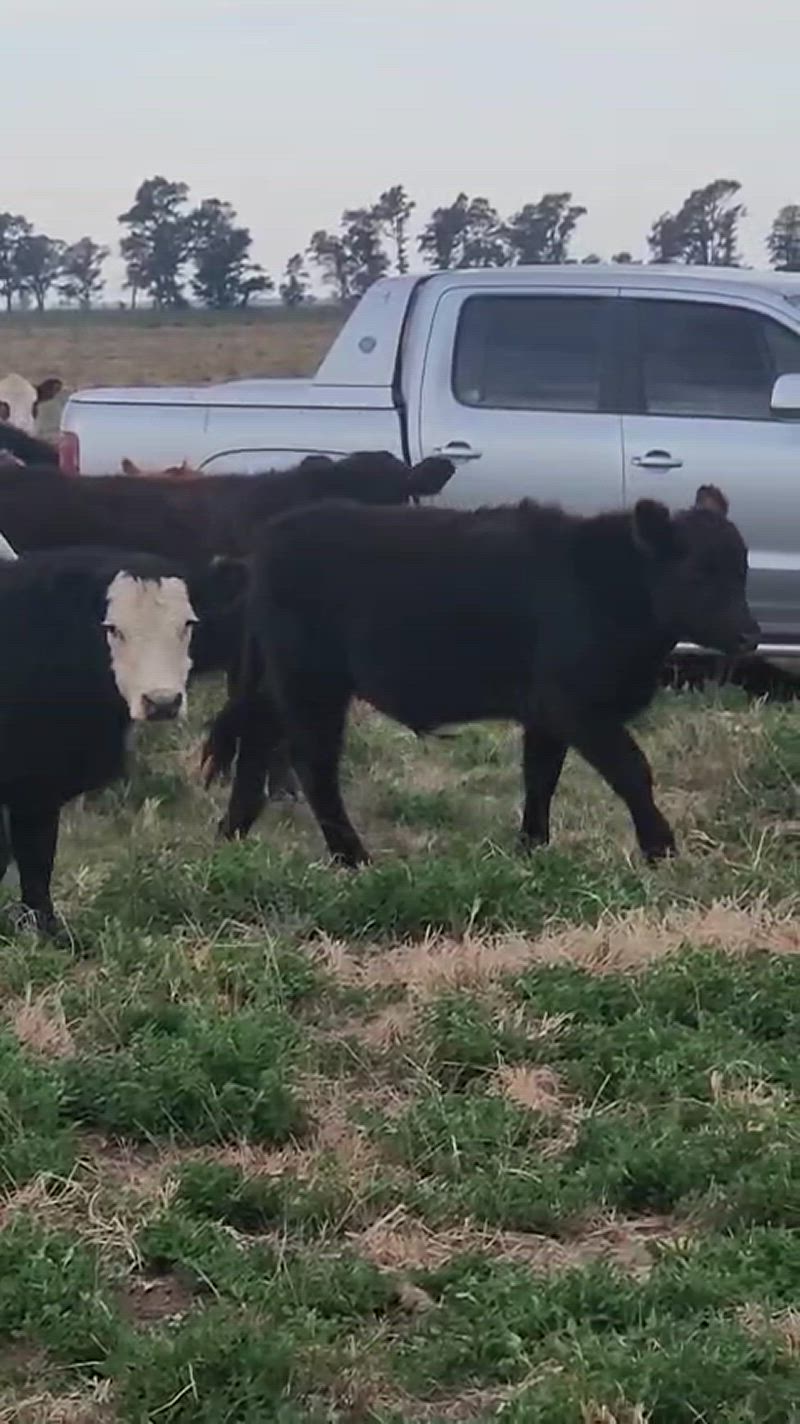 150 Terneros y Terneras