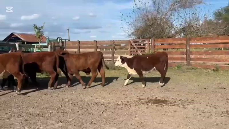 110 Terneros y Terneras