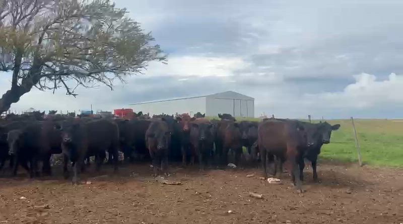 75 Vaquillonas para madre