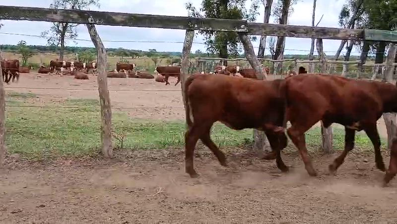 120 Terneros y Terneras