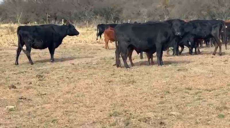 50 Vacas con cría