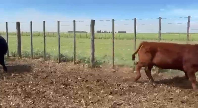 135 Terneros y Terneras