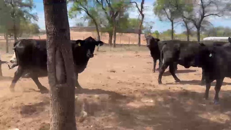 200 Vacas preñadas