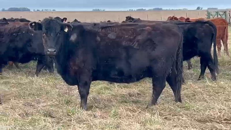 80 Vacas preñadas