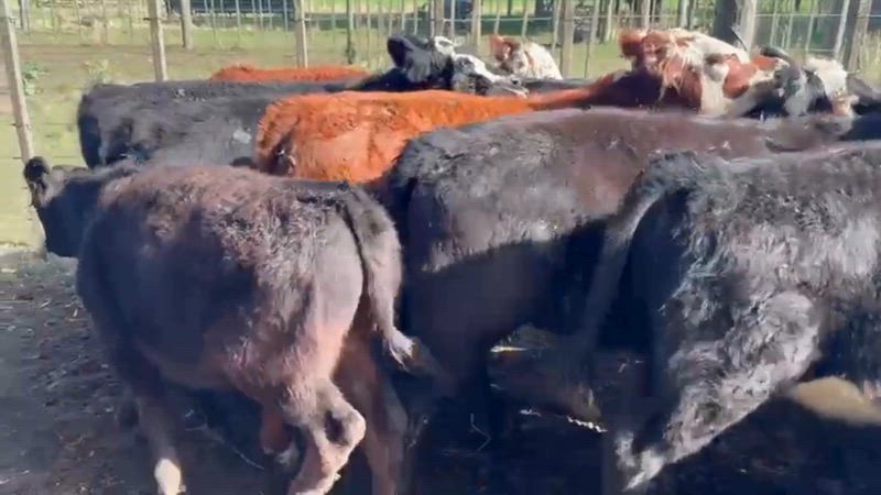 100 Terneros y Terneras