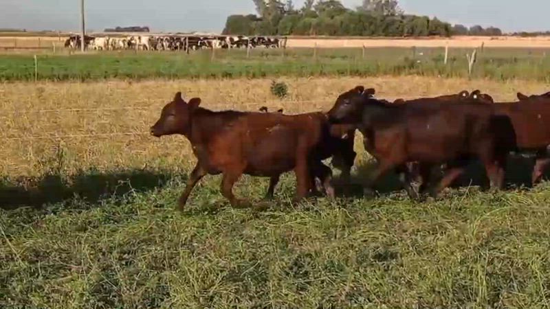 80 Terneros y Terneras