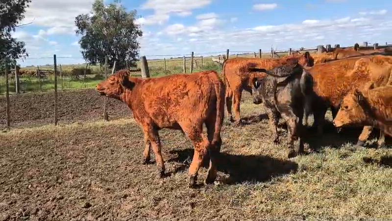 60 Terneros y Terneras