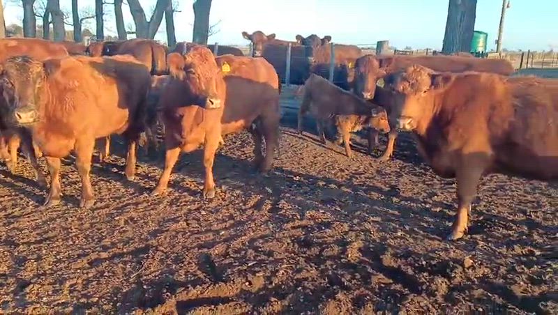 20 Vacas con cría