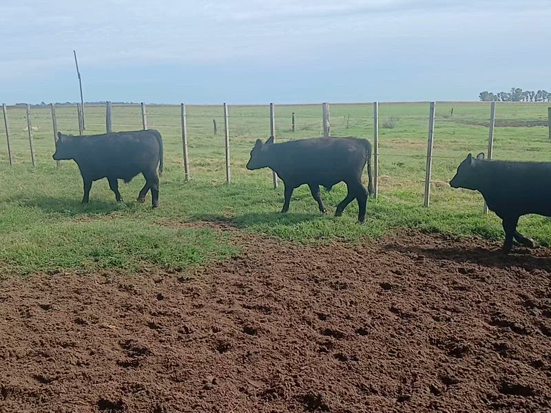 80 Terneros y Terneras