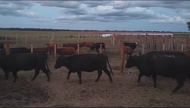 35 Vacas CUT Preñadas