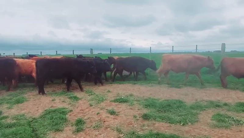 65 Terneros y Terneras