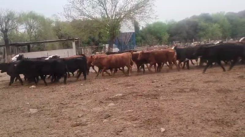 165 Novillitos y Vaquillonas