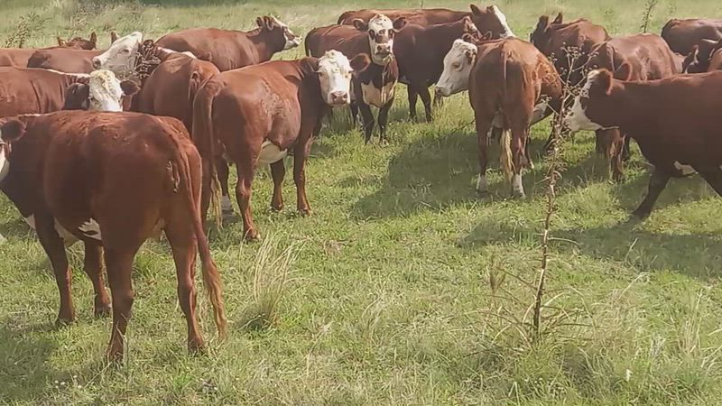 30 Vacas preñadas