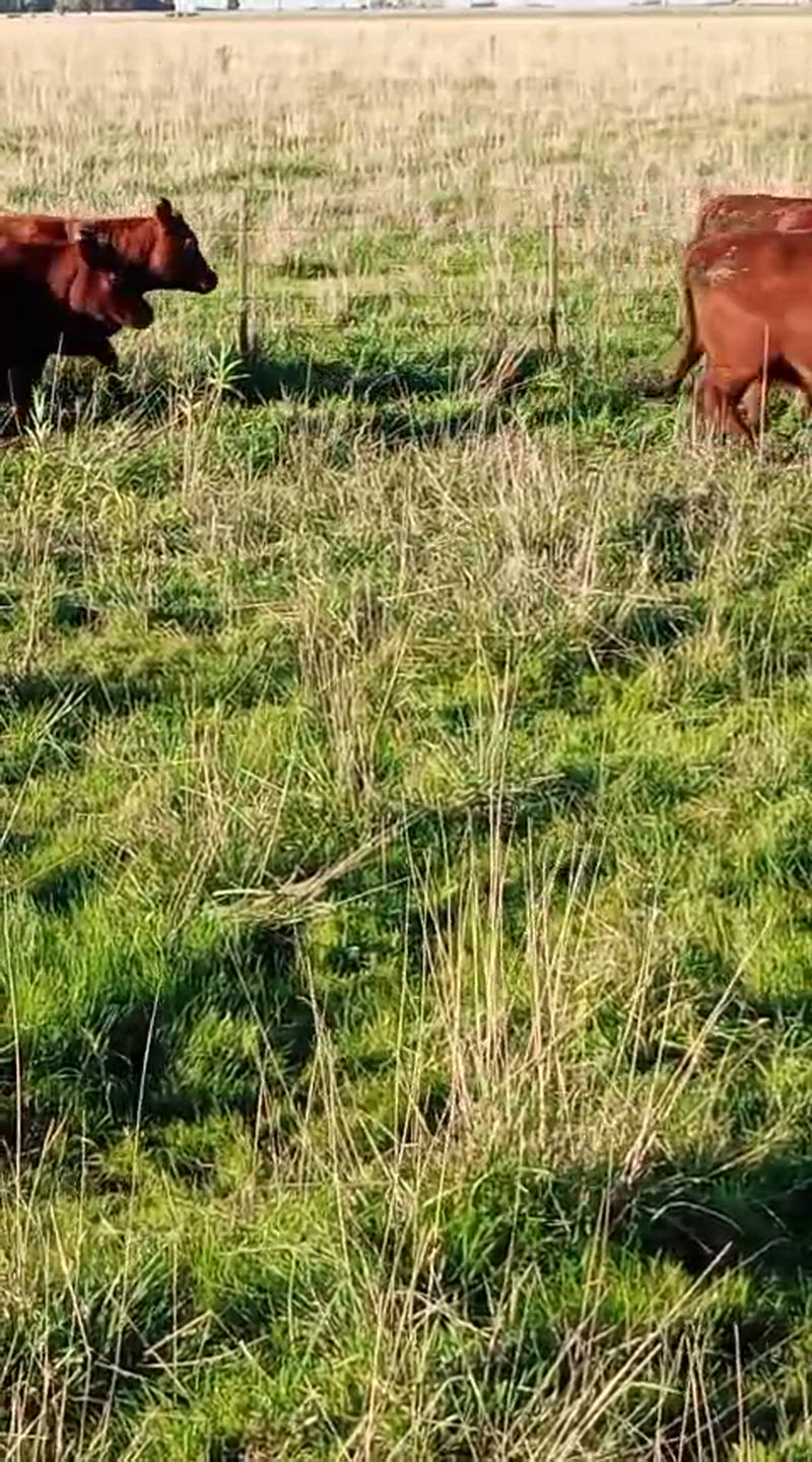40 Vaquillonas Preñadas