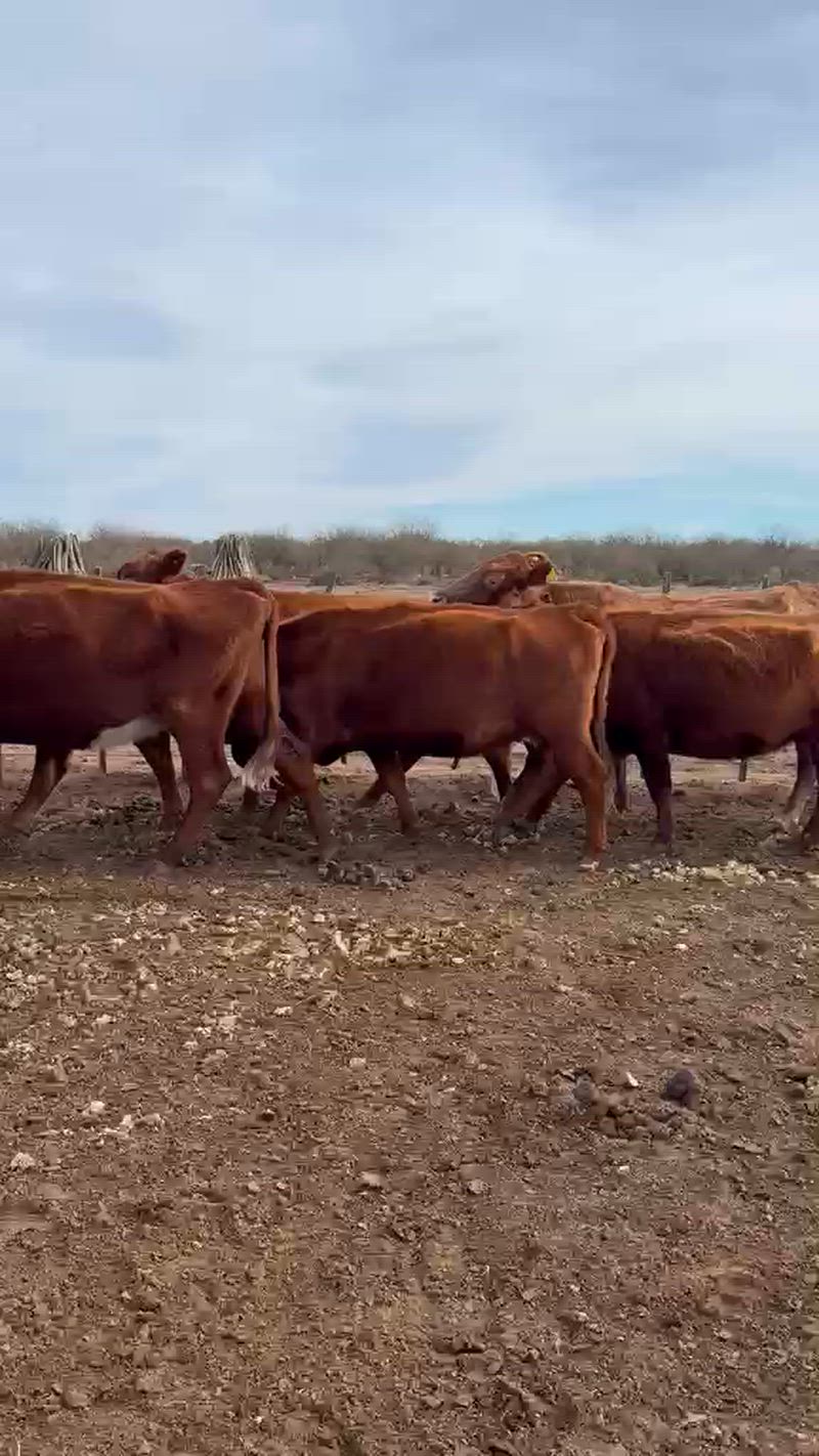 35 Vacas de invernada