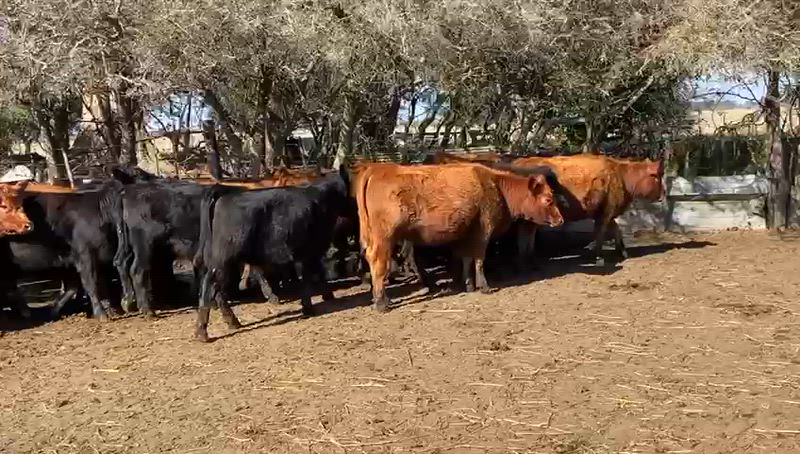 65 Vaquillonas para madre