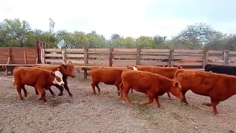 60 Terneros y Terneras