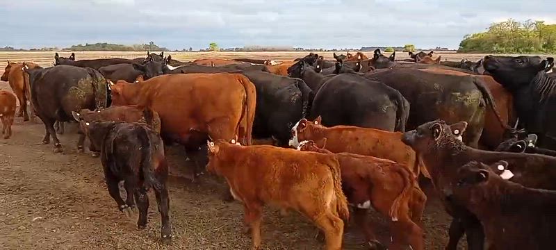 35 Vacas CUT con cría