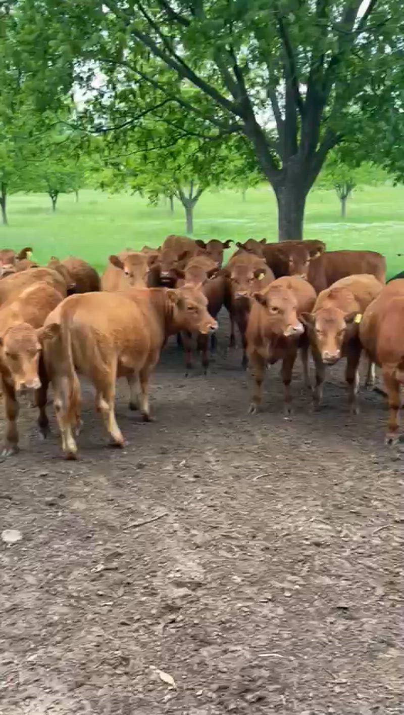 20 Vaquillonas para madre