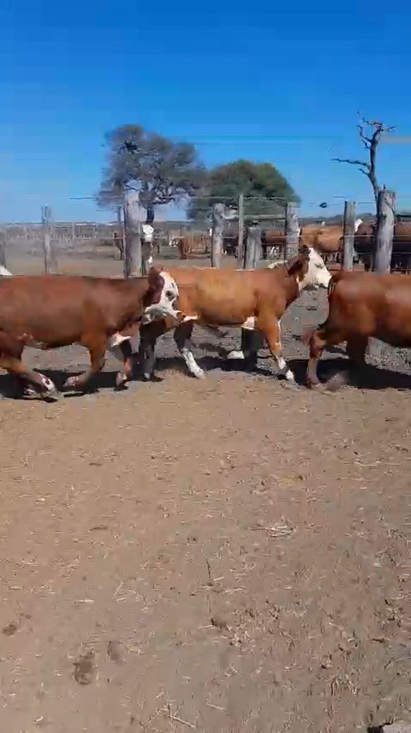 60 Terneros y Terneras