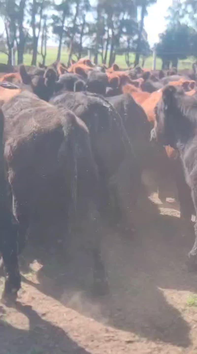 150 Novillitos y Vaquillonas