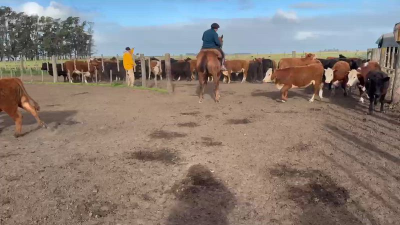 60 Terneros y Terneras