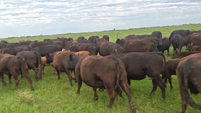 40 Vacas con cría