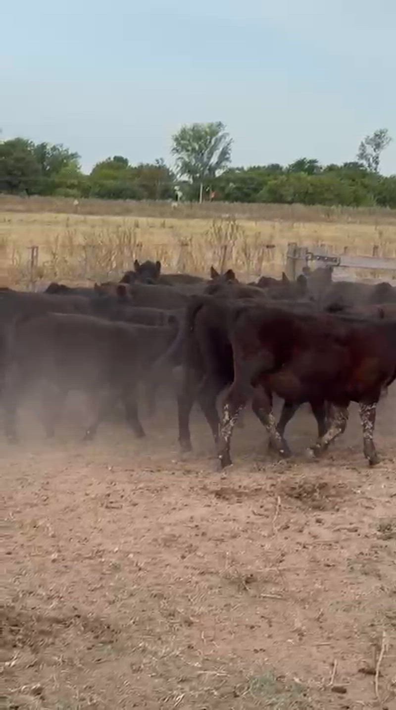 100 Terneros y Terneras