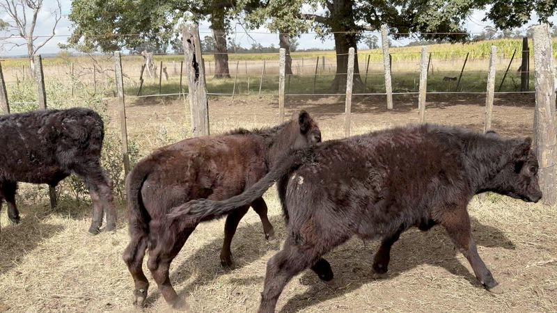 55 Terneros y Terneras