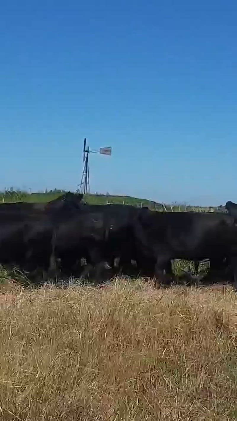 35 Vacas de invernada