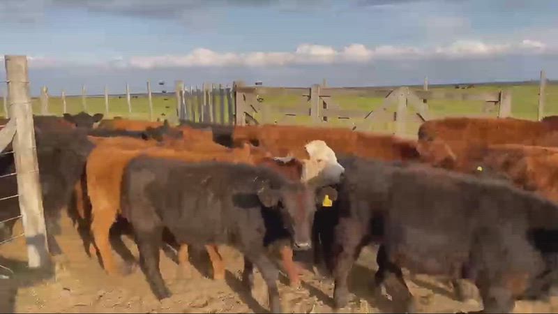 100 Terneros y Terneras