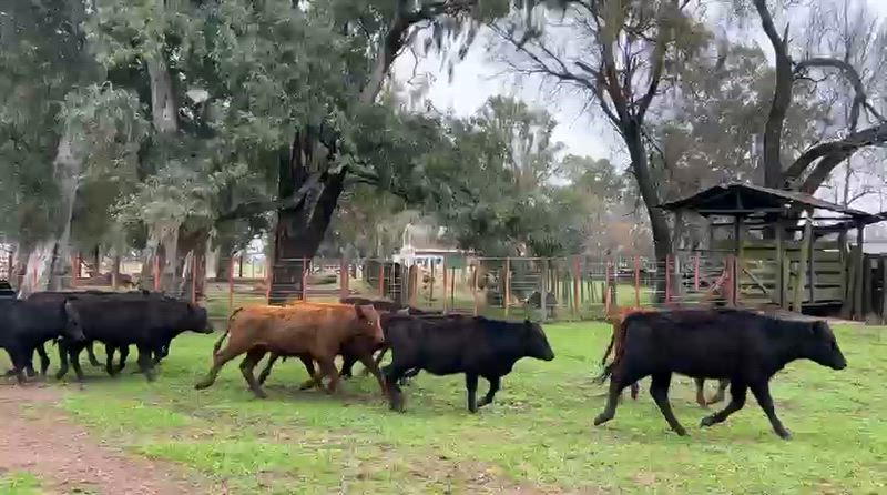 60 Terneras
