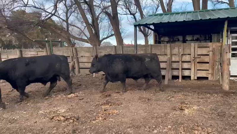 5 Toros