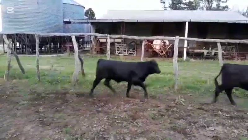 60 Terneros y Terneras