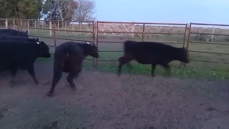 70 Terneros y Terneras