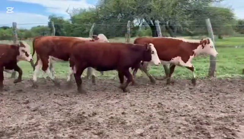 75 Terneros y Terneras