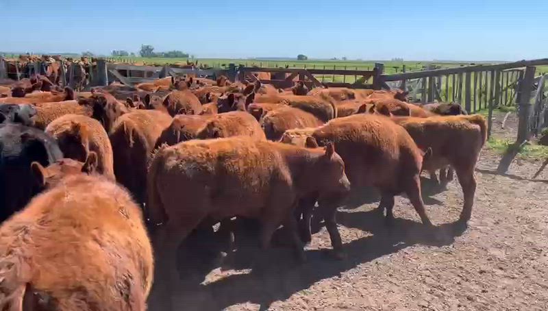 150 Terneros y Terneras