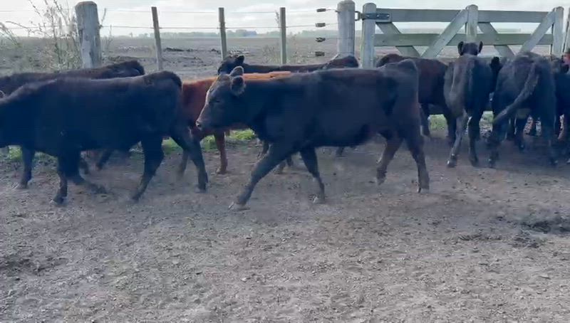 70 Terneros y Terneras