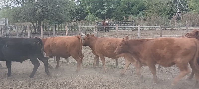 70 Terneros y Terneras