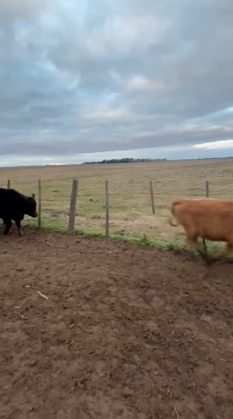 125 Terneros y Terneras
