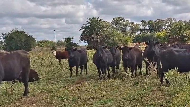 55 Vaquillonas con cría