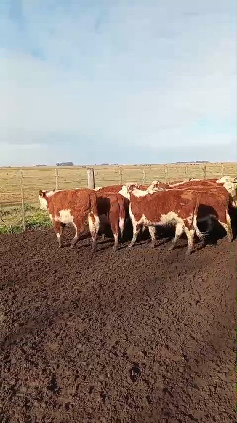 130 Terneras