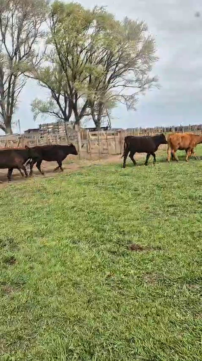 75 Terneras