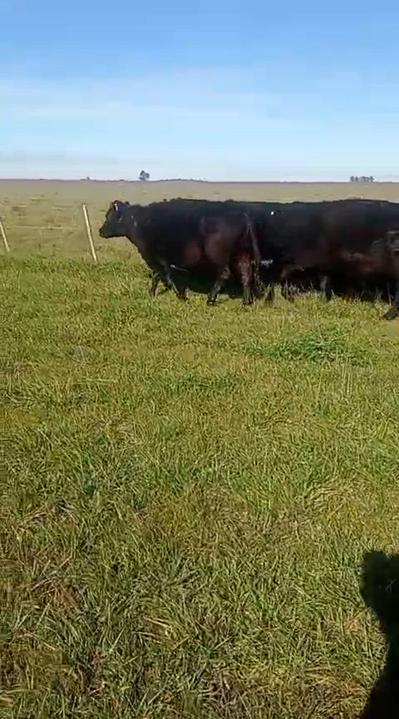 25 Vacas CUT Preñadas