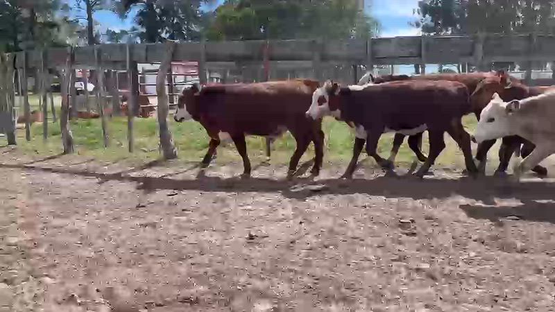 75 Terneros y Terneras